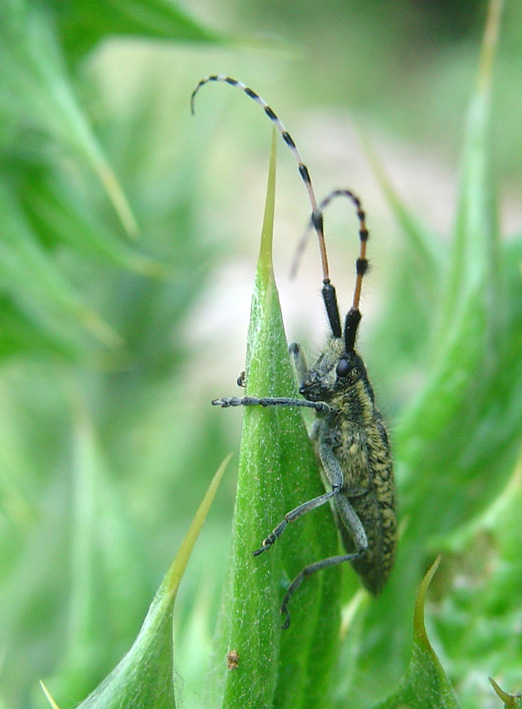 Agapanthia sicula malmerendii